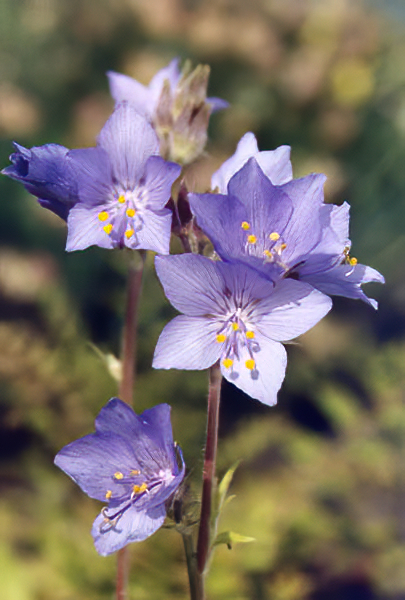 Polemonium pulcherrimum en fleurs dans une prairie alpine des montagnes